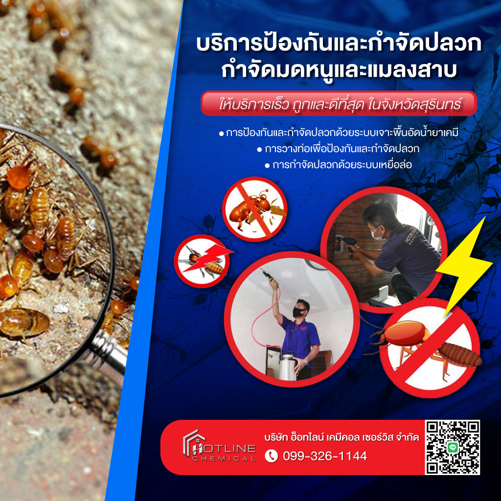รับกำจัดปลวกสุรินทร์ ฮ็อทไลน์ เคมีคอล เซอร์วิส